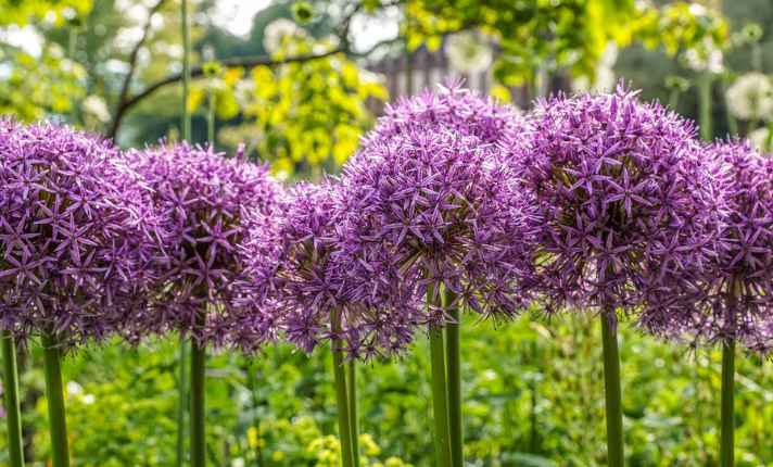 Asparagus Companion Plants