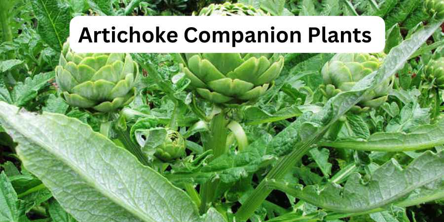 Artichoke Companion Plants