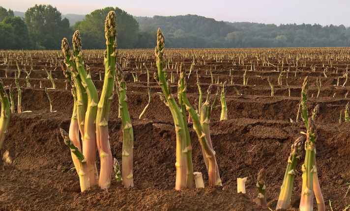 Artichoke Companion Plants