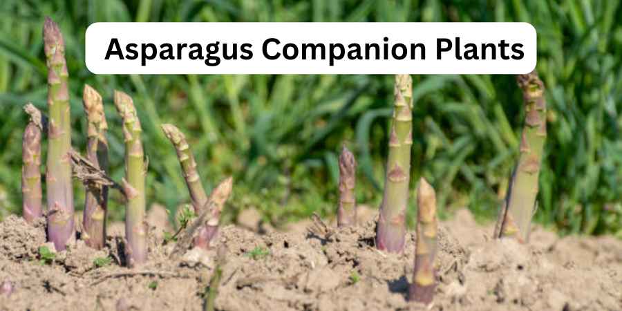 Asparagus Companion Plants