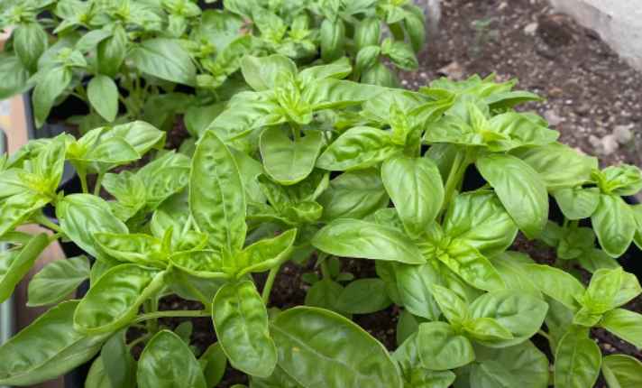 Oregano Companion Plants