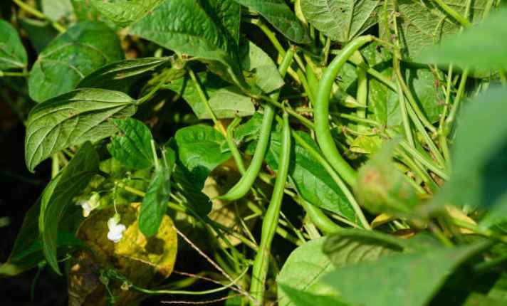 Asparagus Companion Plants