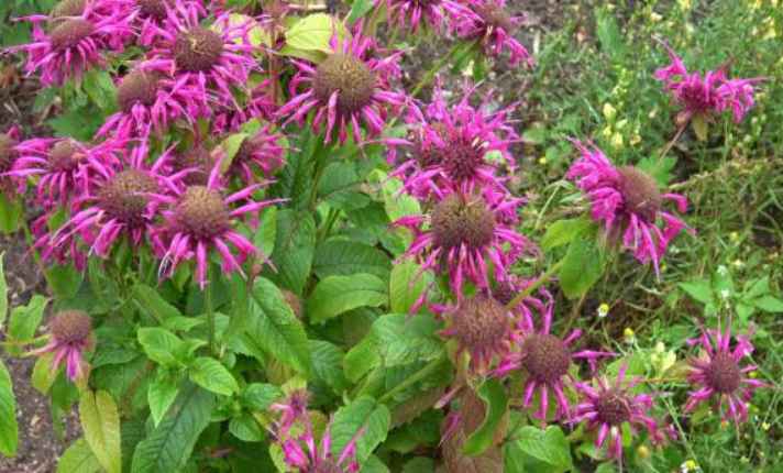 Bee balm - Best Cantaloupe Companion Plant