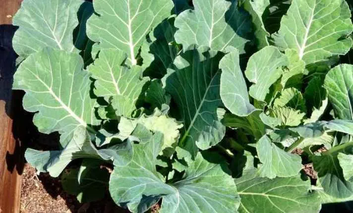 Collard Greens - Best Cantaloupe Companion Plant