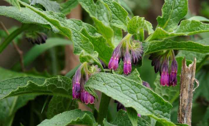 Asparagus Companion Plants