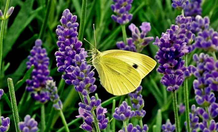 Lemon Verbena Companion Plants