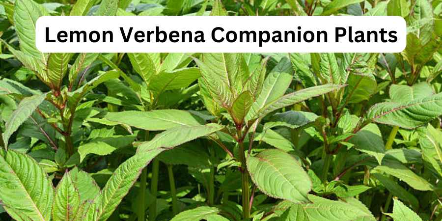 Lemon Verbena Companion Plants