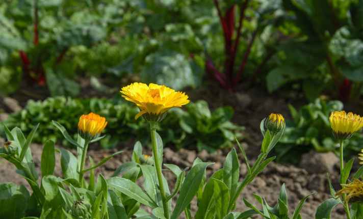 Artichoke Companion Plants