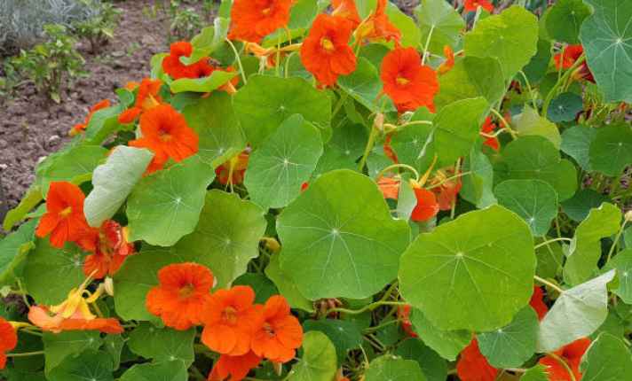 Nasturtium - Best Cantaloupe Companion Plant