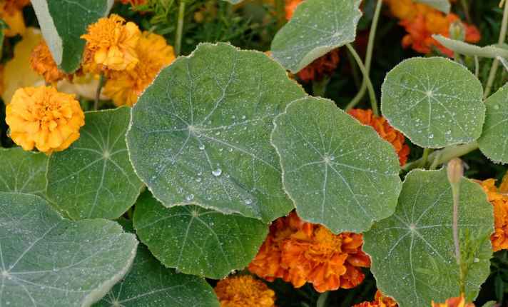 Asparagus Companion Plants
