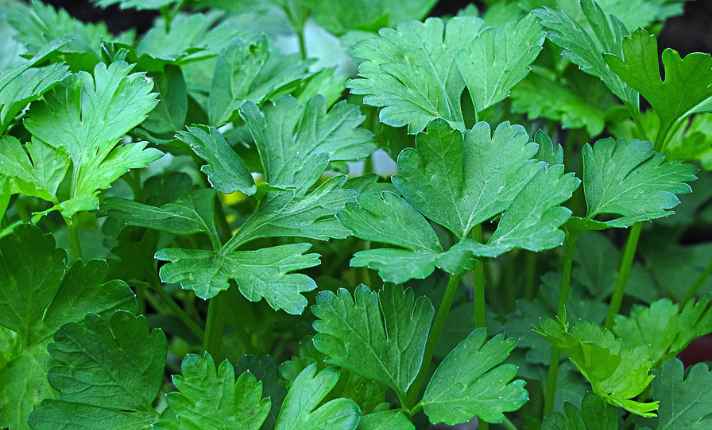 Asparagus Companion Plants