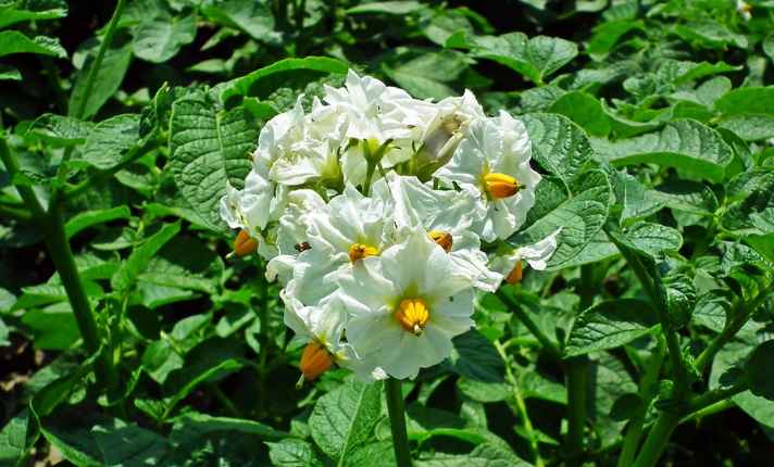 Worst Oregano Companion Plants