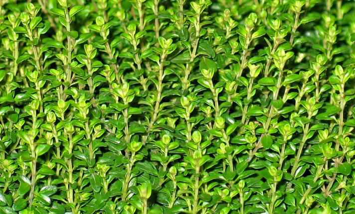 Best Oregano Companion Plants