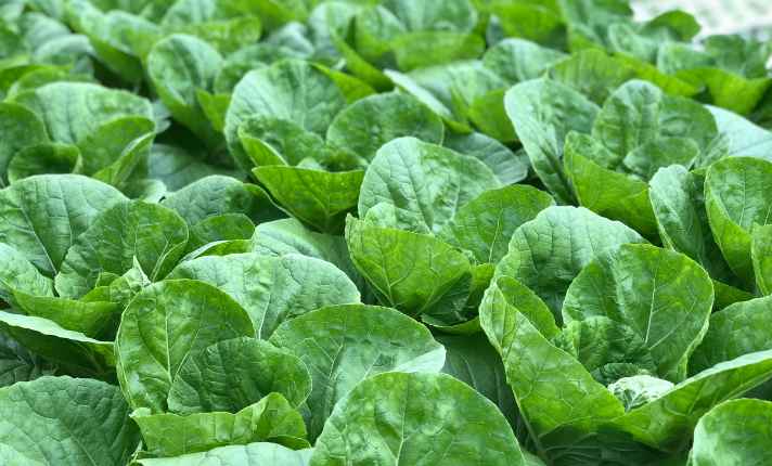Turnip Companion Plants