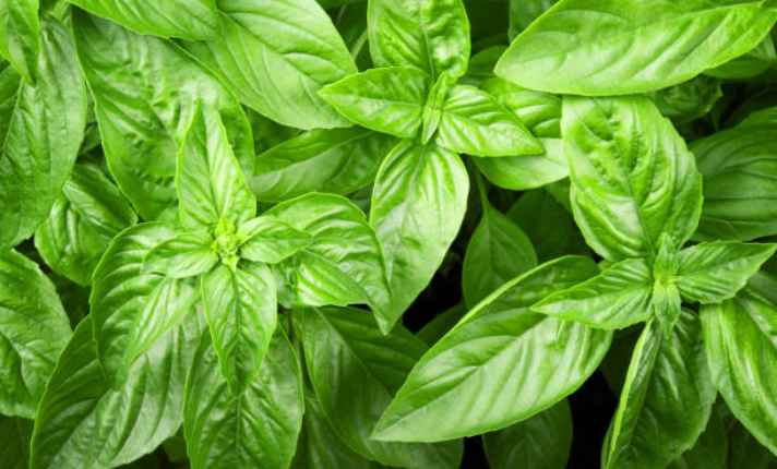 Lemon Verbena Companion Plants