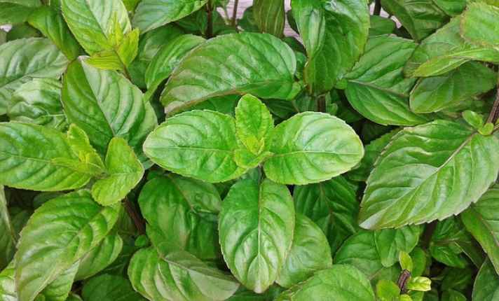 Basil - Best Cantaloupe Companion Plant