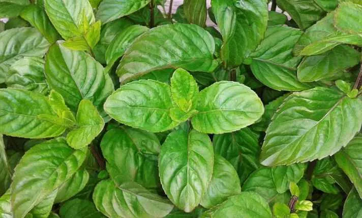Basil - Best Cantaloupe Companion Plant