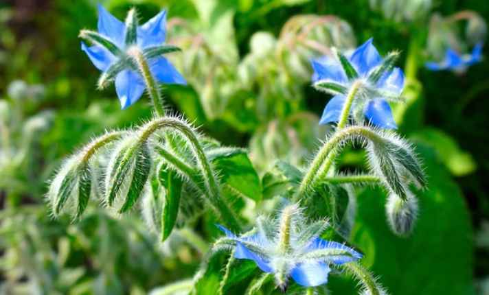 Borage - Best Cantaloupe Companion Plant