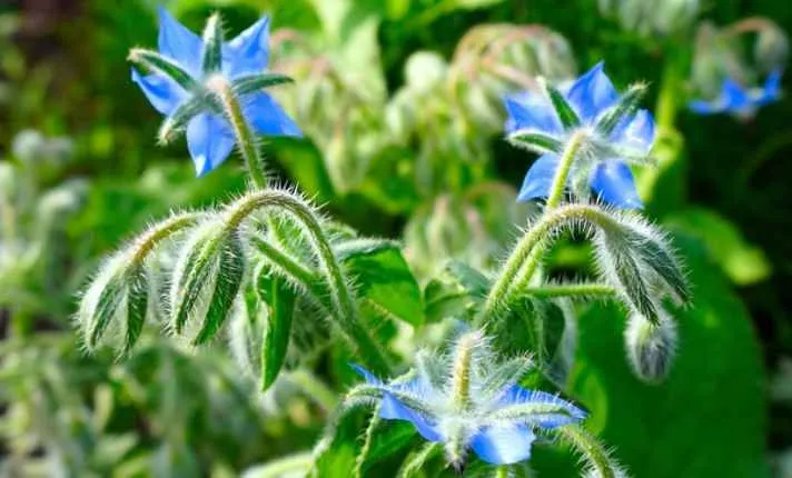 Borage - Best Cantaloupe Companion Plant