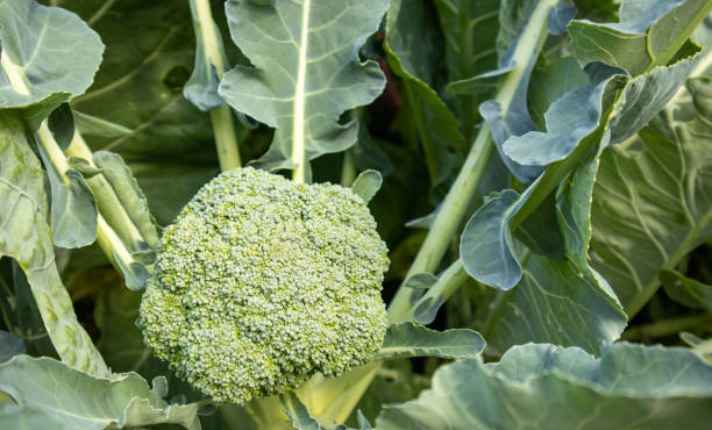 Bok Choy Companion Plants