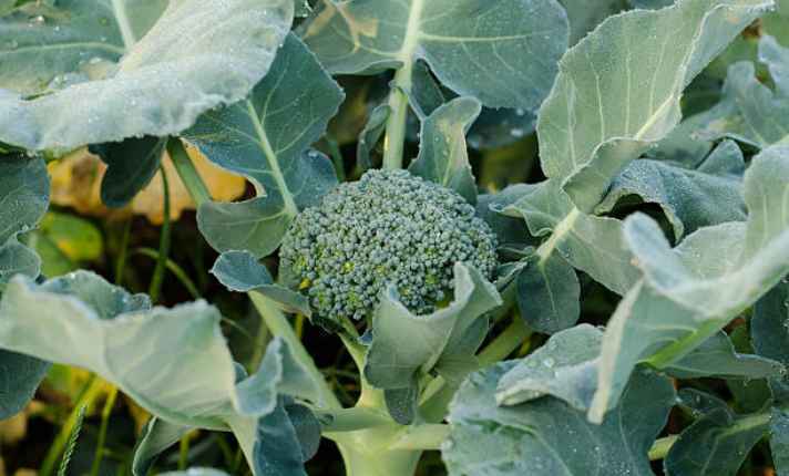 Turnip Companion Plants