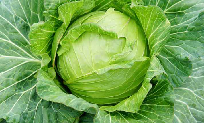 Bok Choy Companion Plants