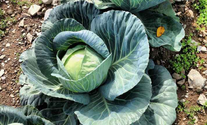 Turnip Companion Plants
