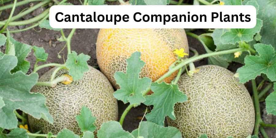 Cantaloupes Companion Plants