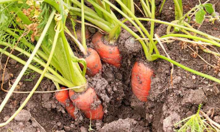 Asparagus Companion Plants