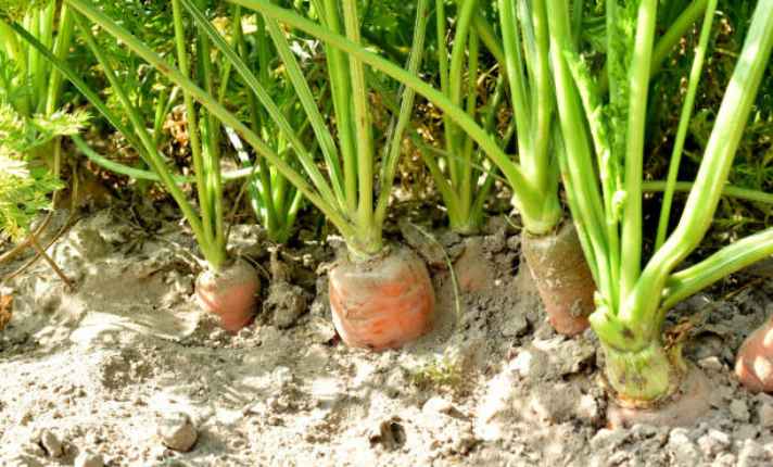 Bok Choy Companion Plants