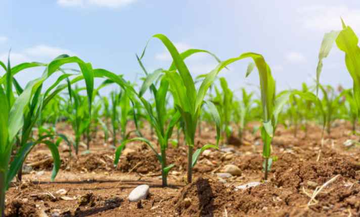 Corn - Best Cantaloupe Companion Plant