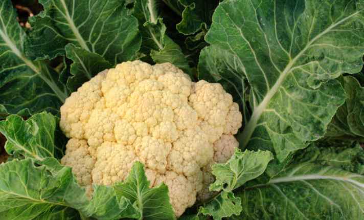 Bok Choy Companion Plants