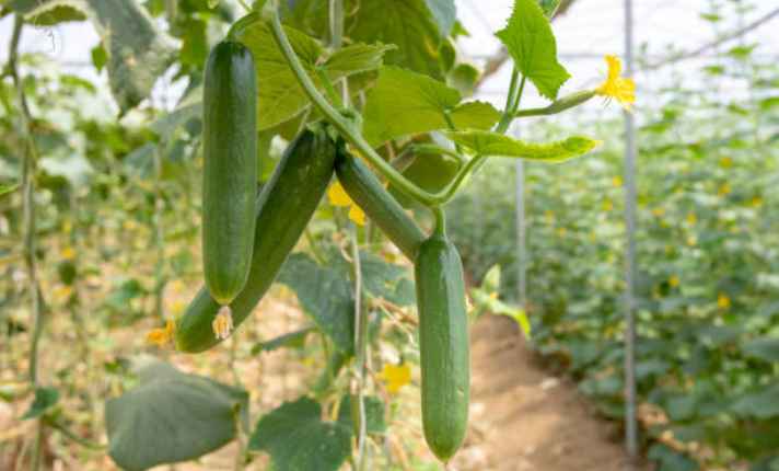 Cucumber - Worst Cantaloupe Companion Plant