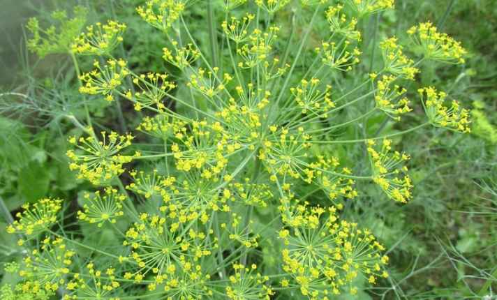 Asparagus Companion Plants