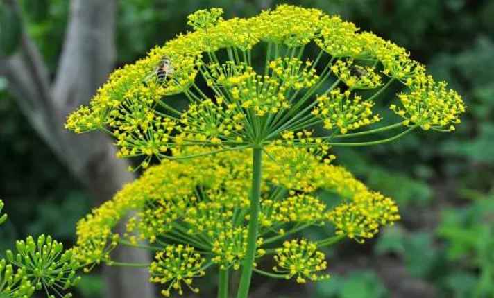 Companion Planting Chives
