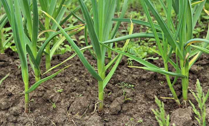 Bok Choy Companion Plants