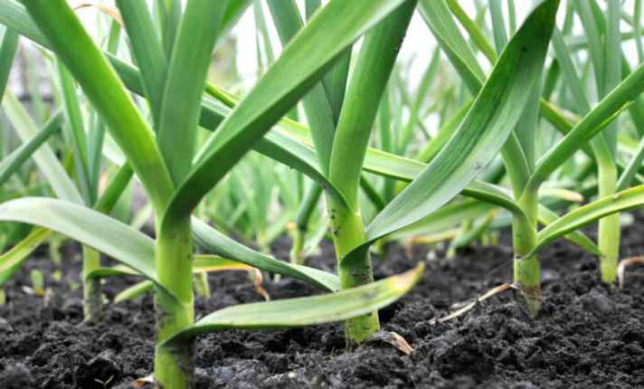 Turnip Companion Plants