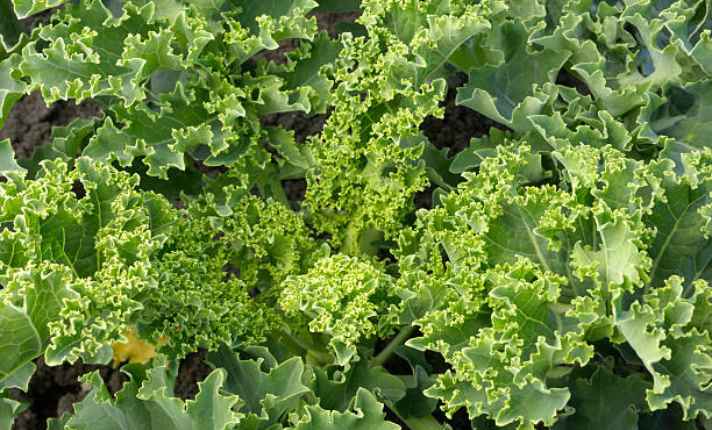 Bok Choy Companion Plants