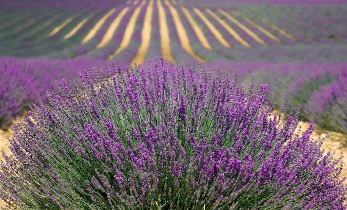 Best Oregano Companion Plants