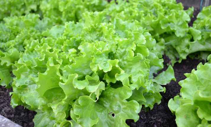 lettuce - Best Cantaloupe Companion Plant