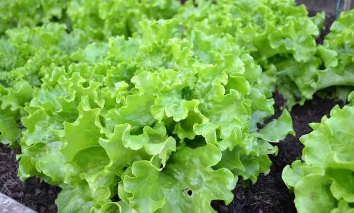 lettuce - Best Cantaloupe Companion Plant