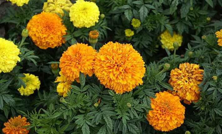 Marigold- Best Cantaloupe Companion Plant