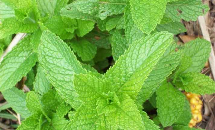 Mint - Best Cantaloupe Companion Plant