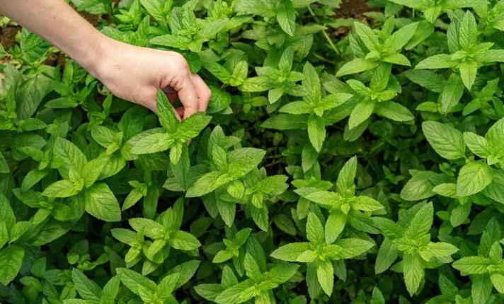Worst Oregano Companion Plants