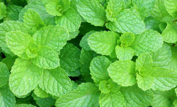 Bok Choy Companion Plants