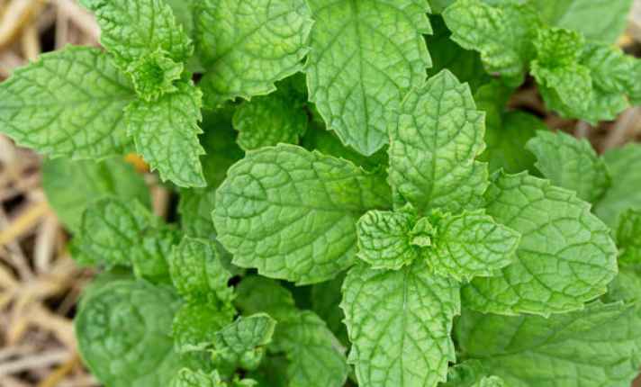 Turnip Companion Plants