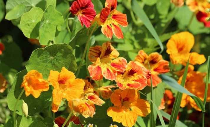 Turnip Companion Plants