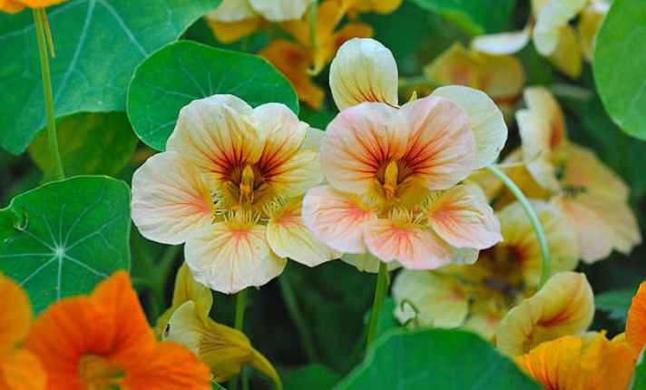 Bok Choy Companion Plants
