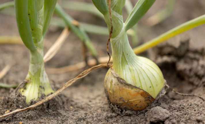 Turnip Companion Plants