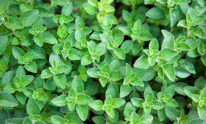 Oregano - Best Cantaloupe Companion Plant